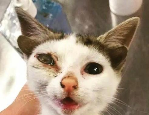 猫咪撞脸表情包走红猫咪撞脸表情包走红，引发全网热议！