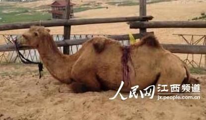 骆驼受惊将母子摔下驼背 军医施救骆驼受惊导致母子摔下驼背事件，军医紧急施救的感人故事